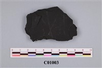 藏品(筆石)的圖片